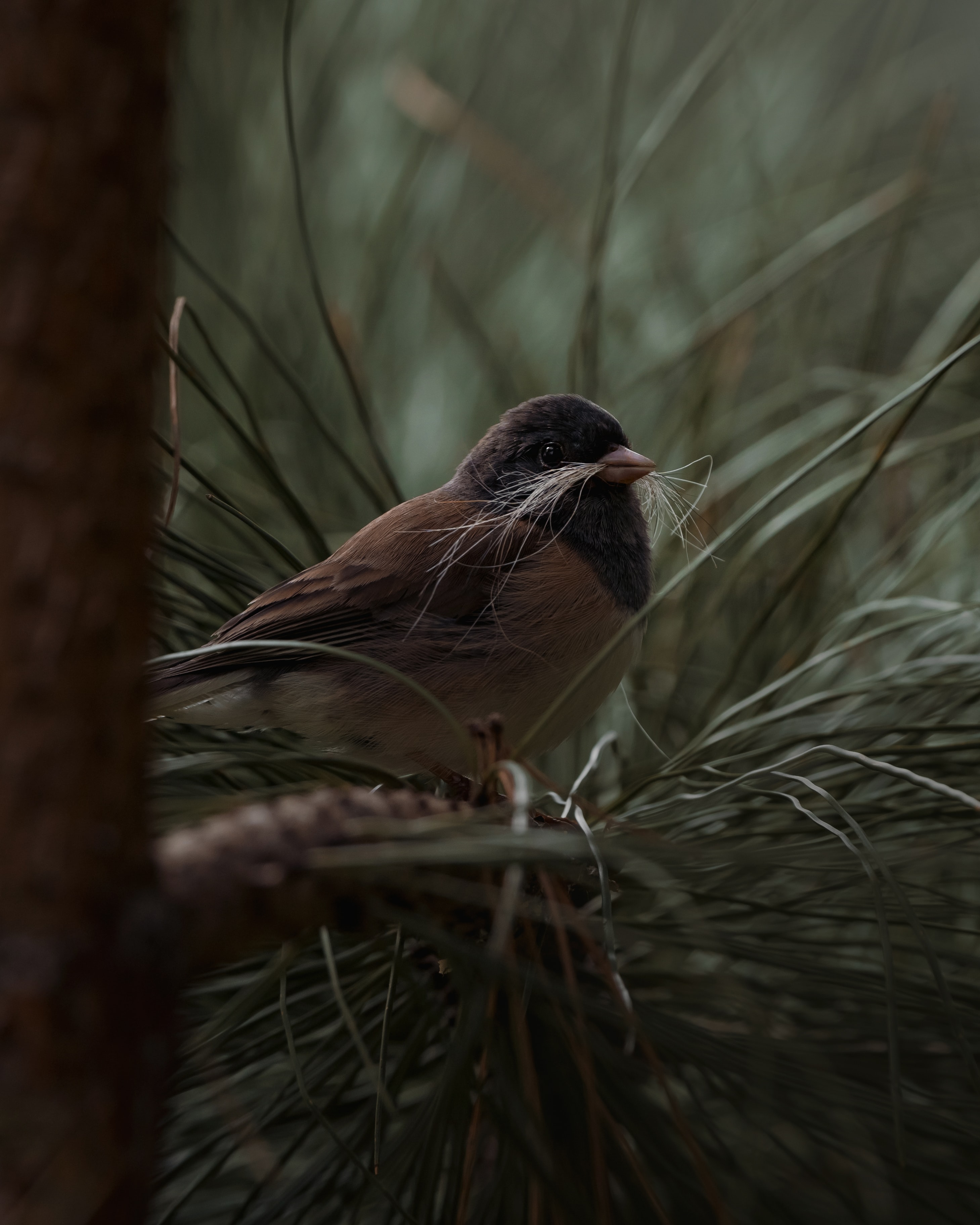 Brown and black sparrow sitting on a cedar tree branch. Credit: Lance Reis